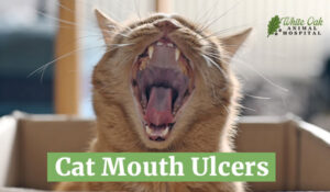 Cat Mouth Ulcer