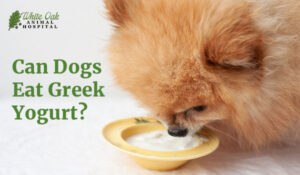 Can Dogs Eat Greek Yogurt?