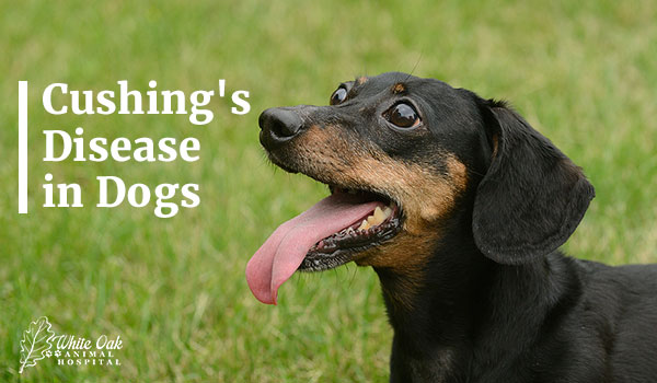 Cushing's Disease in Dogs