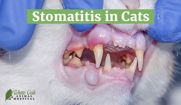 Stomatitis in Cats