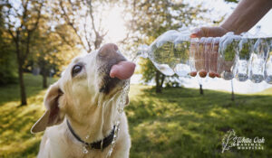 Thirsty dog 
