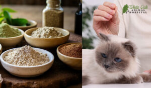 Cat acupuncture and herbal powders