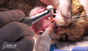 Cat dental cleaning