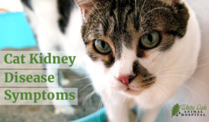 cat kidney disease symptoms