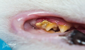 Cat with dental problems