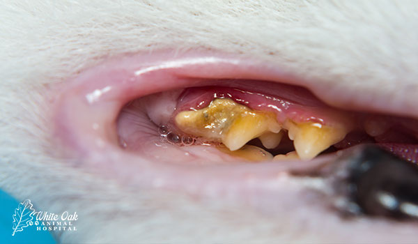 Dental Disease in Cats: 7 Alarming Signs You Should Never Ignore ...