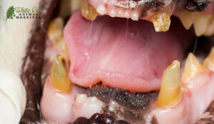 Cat with dental issues