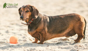 Pot bellied Dachshund