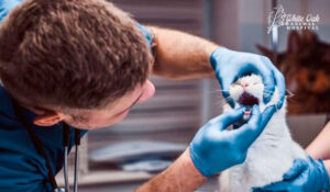 Vet checking a cat's tongue