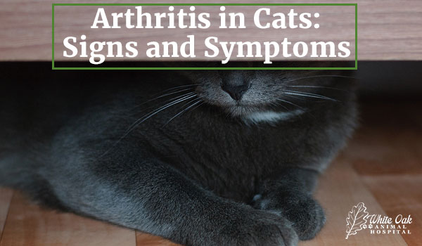 Arthritis in Cats