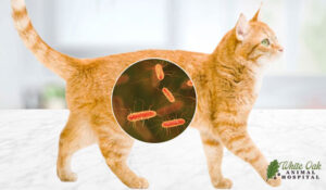 Cat gut microbiome, chronic diarrhea in cats