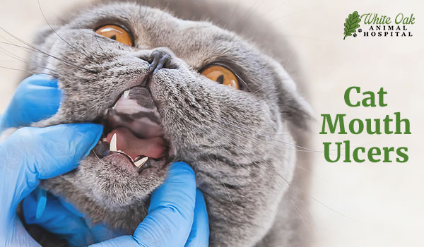 Oral Ulcers and Sores in Cats: 6 Surprising Causes You Might Be Overlooking 1 Cat mouth ulcer