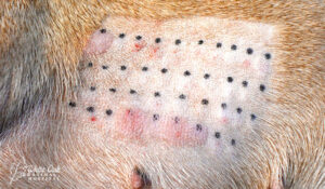 Dog skin test