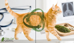 Integrative treatment