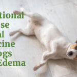 Traditional Chinese Herbal Medicine for Dogs with Edema