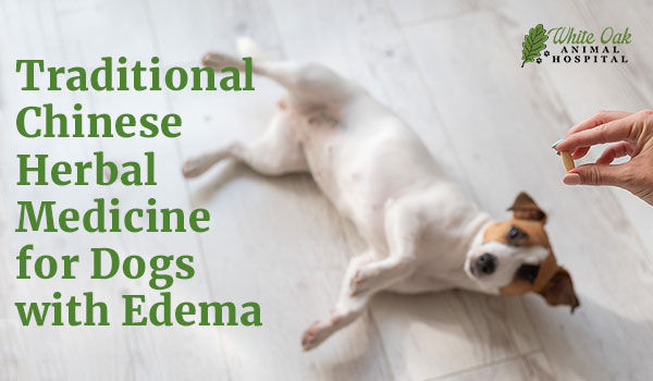 Traditional Chinese Herbal Medicine for Dogs with Edema