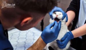 Veterinarian checking cat tongue