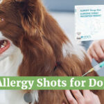 Allergy shots for dogs