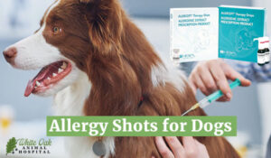 Allergy shots for dogs