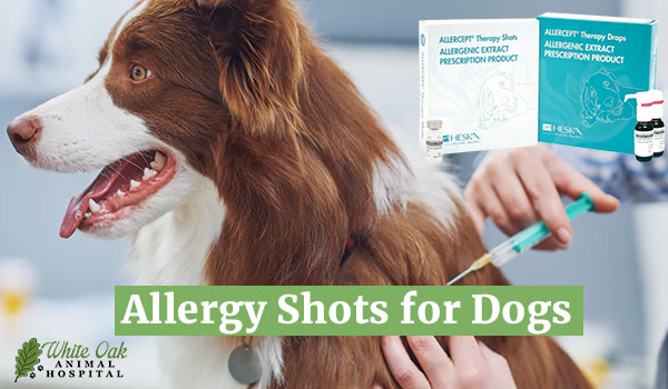 Allergy shots for dogs