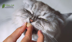 cat herbal therapy 
