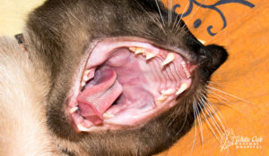 Cat open mouth sores, oral ulcers and sores in cats