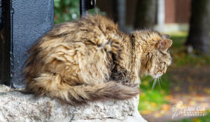 Cat with fluffy matted hair and tangles 