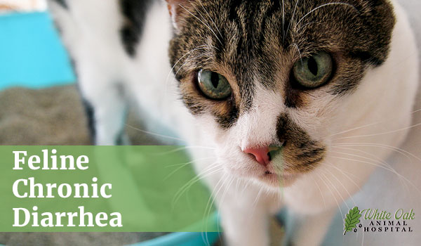 feline chronic diarrhea