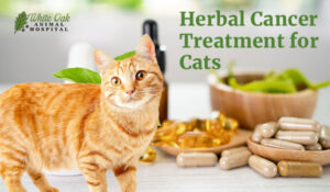 herbal cancer treatment for cats