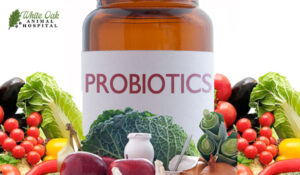 probiotics