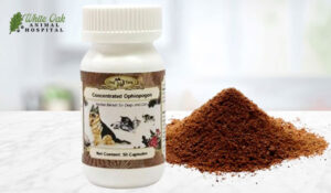 Jing Tang Ophiopogon Formula Concentrated Powder