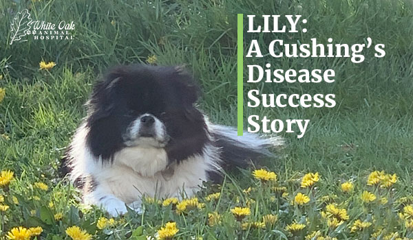 Lily: A Cushing's Disease Success Story