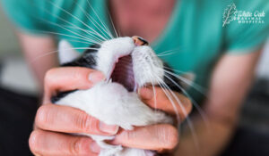 cat with missing teeth