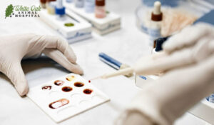 blood testing for pets