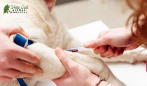 drawing blood from a dog's leg