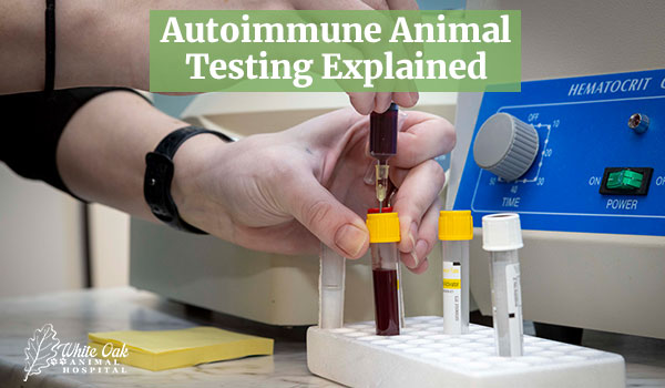 Autoimmune Animal Testing Explained: 5 Powerful CBC Markers That Raise Red Flags Early 1 Autoimmune Animal Testing Explained
