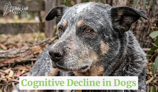 Cognitive Decline in Dogs: Why Taking Action Early Matters 1 Cognitive Decline in Dogs