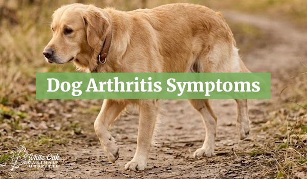 Dog Arthritis Symptoms