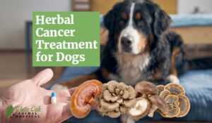 Herbal Cancer Treatment for Dogs