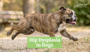 Hip Dysplasia in Dogs