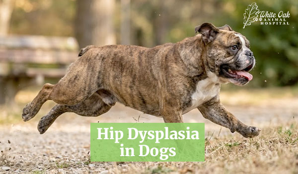 Hip Dysplasia in Dogs: 3 Research-Backed Findings That Explain Why Large Breeds Suffer More 1 Hip Dysplasia in Dogs
