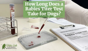 How Long Does a Rabies Titer Test Take for Dogs?