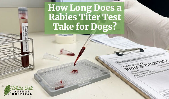 How Long Does a Rabies Titer Test Take for Dogs?