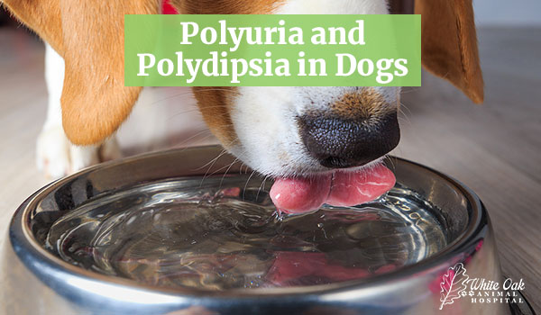 Polyuria and Polydipsia in Dogs: Why We Look Beyond the Water Bowl 17 image for Polyuria and Polydipsia in Dogs