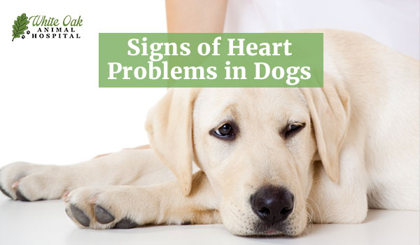 Signs of Heart Problems in Dogs: 5 Red Flags You Shouldn't Ignore 1 Signs of Heart Problems in Dogs