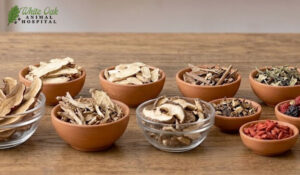 Traditional Chinese Veterinary Herbs