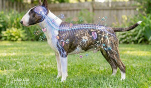 A dog’s nervous system, hormones, and immune system