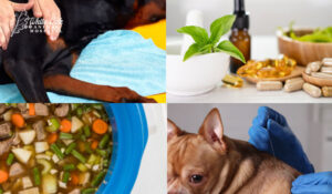 Signs of Heart Problems in Dogs: 5 Red Flags You Shouldn't Ignore 5 alternative treatment