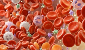 Autoimmune Animal Testing Explained: 5 Powerful CBC Markers That Raise Red Flags Early 3 blood cells
