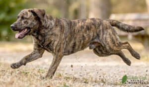 dog bunny hopping